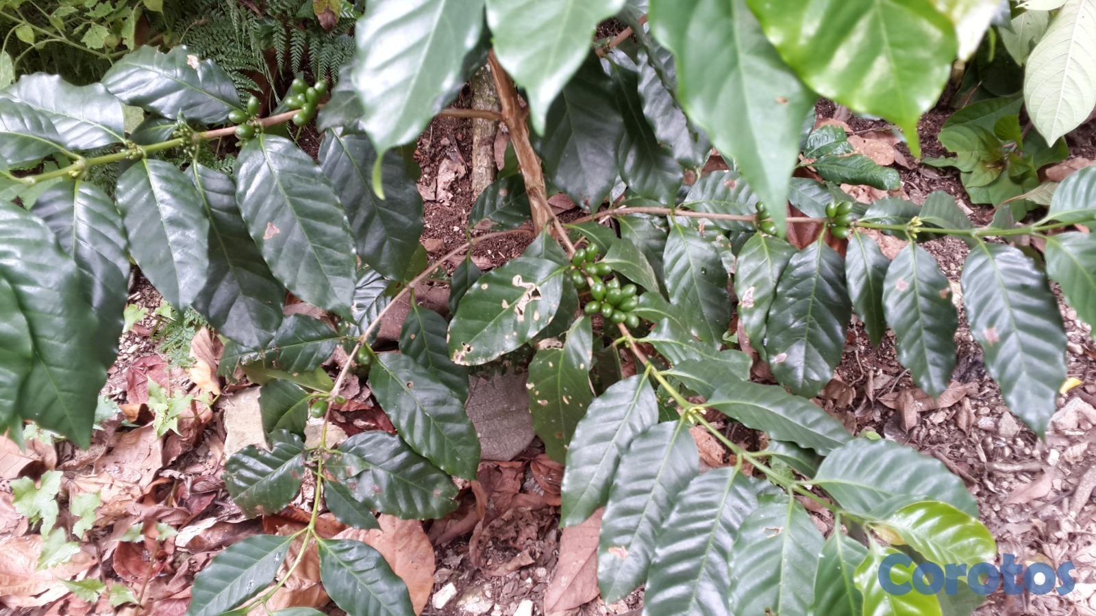 solares y terrenos - Vendo finca en Platón, Barahona 4