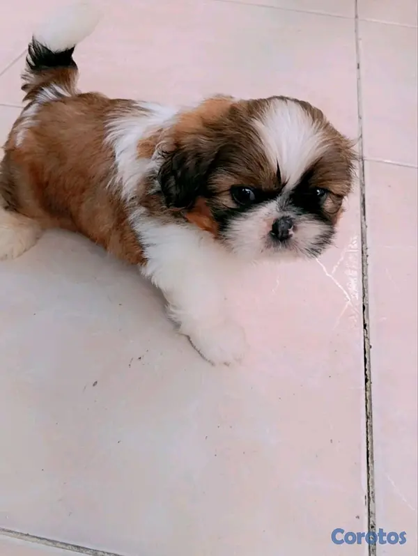 decoración y accesorios - cachorro  2
