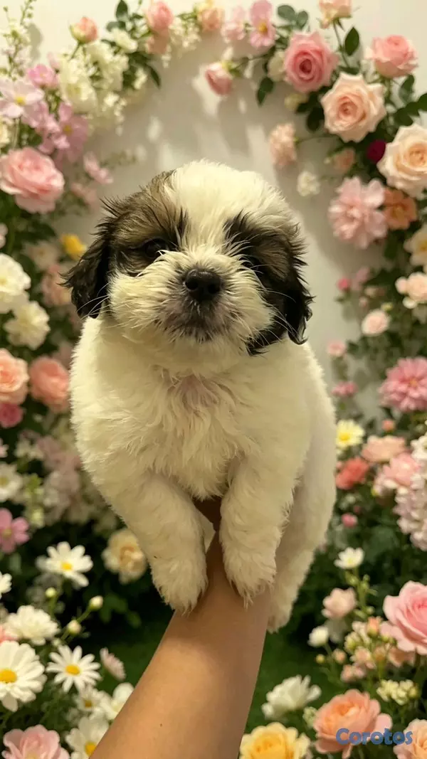 animales y mascotas - shipoo 3