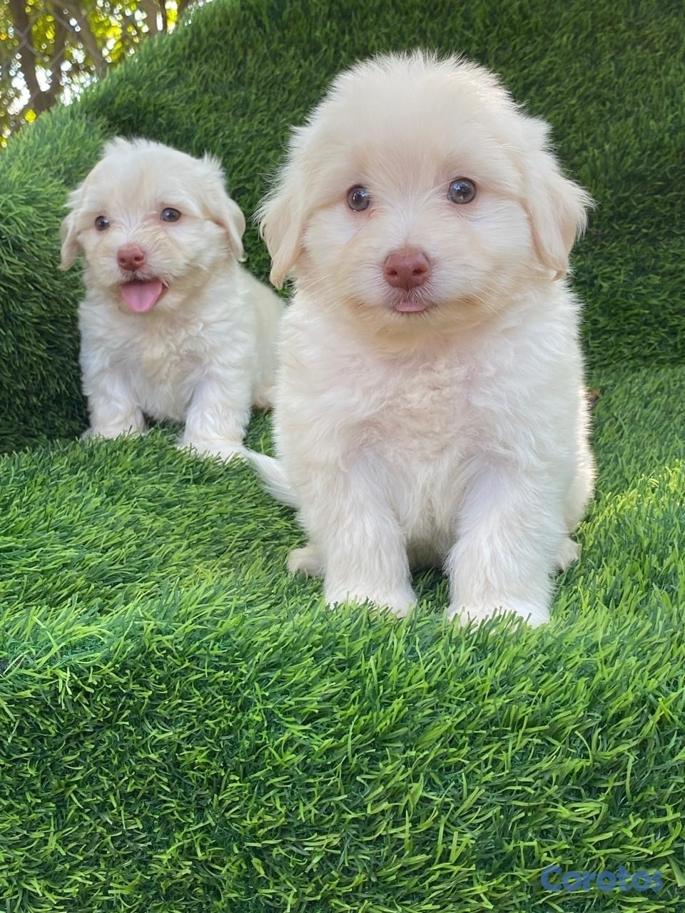 animales y mascotas - maltipoo 2