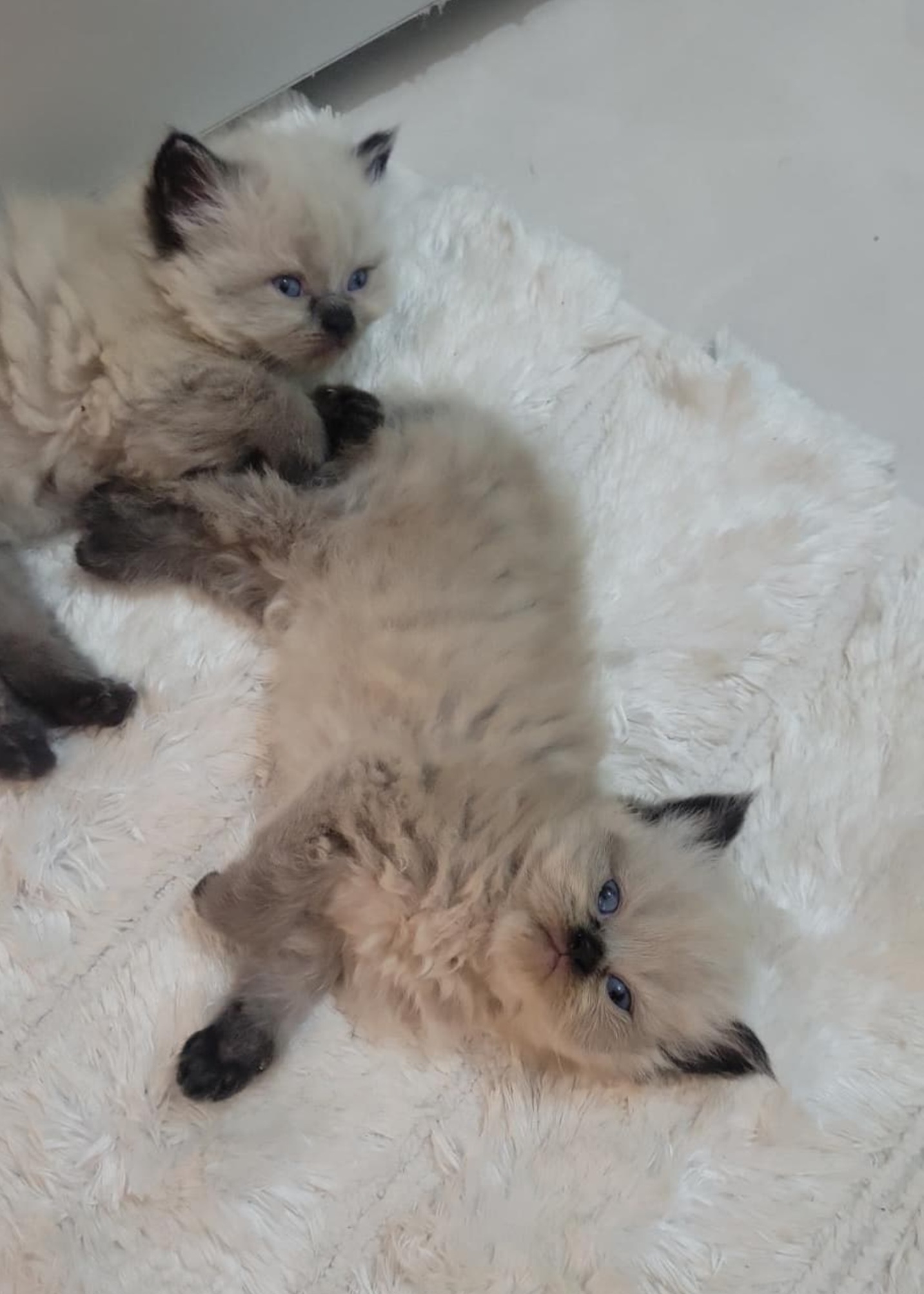 animales y mascotas - Gatos Persa Himalaya hembras y machos. Cat, pet, m