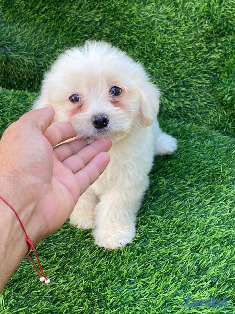 animales y mascotas - maltipoo  2