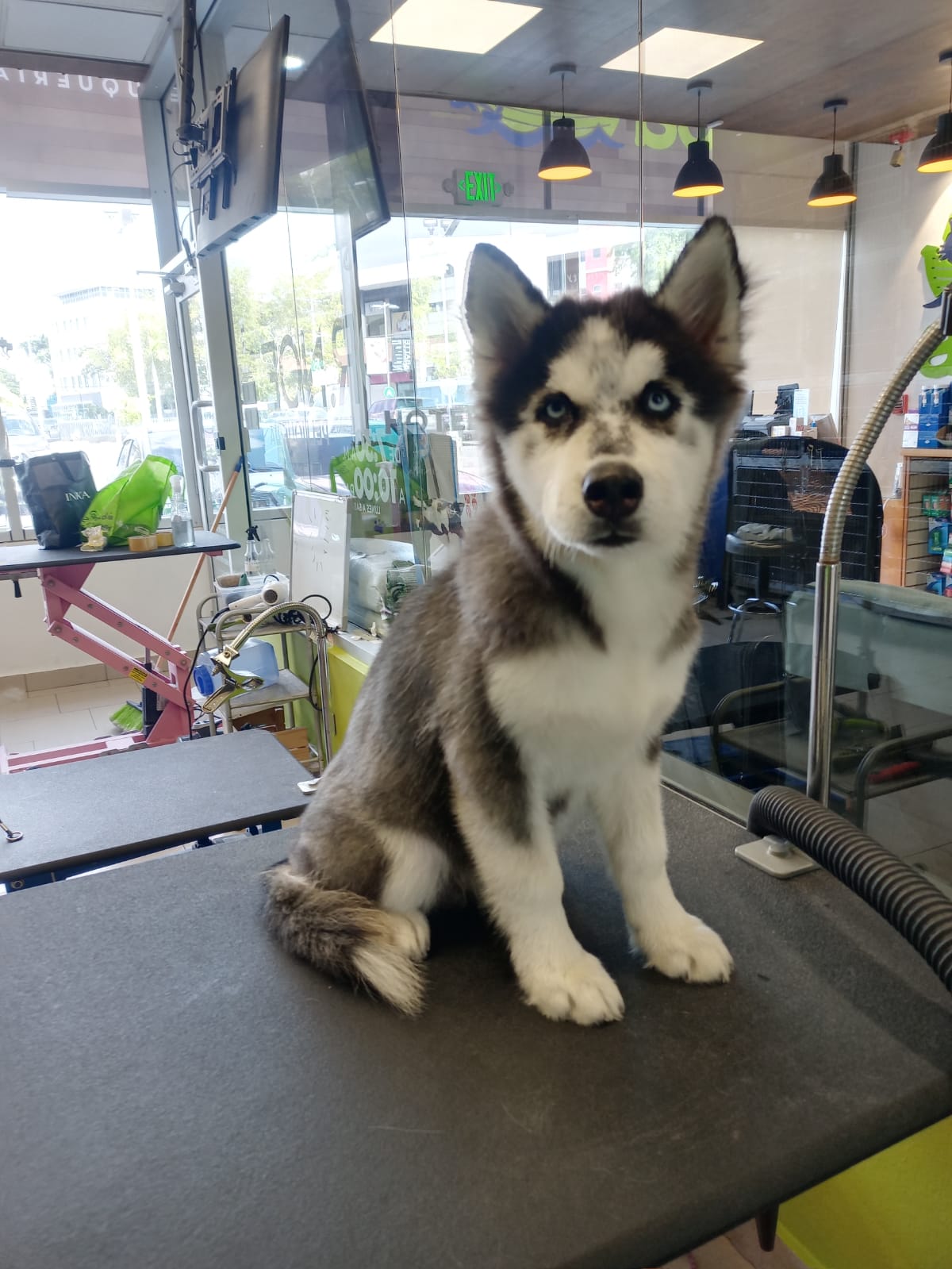 animales y mascotas - Husky siberiano Macho 