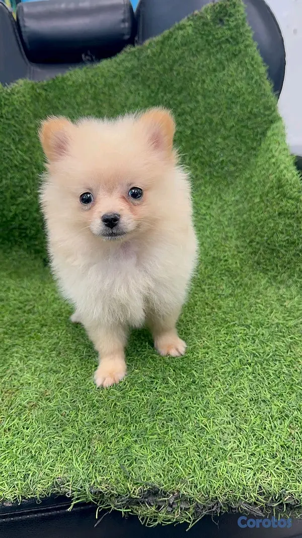 animales y mascotas - pomerania macho 3