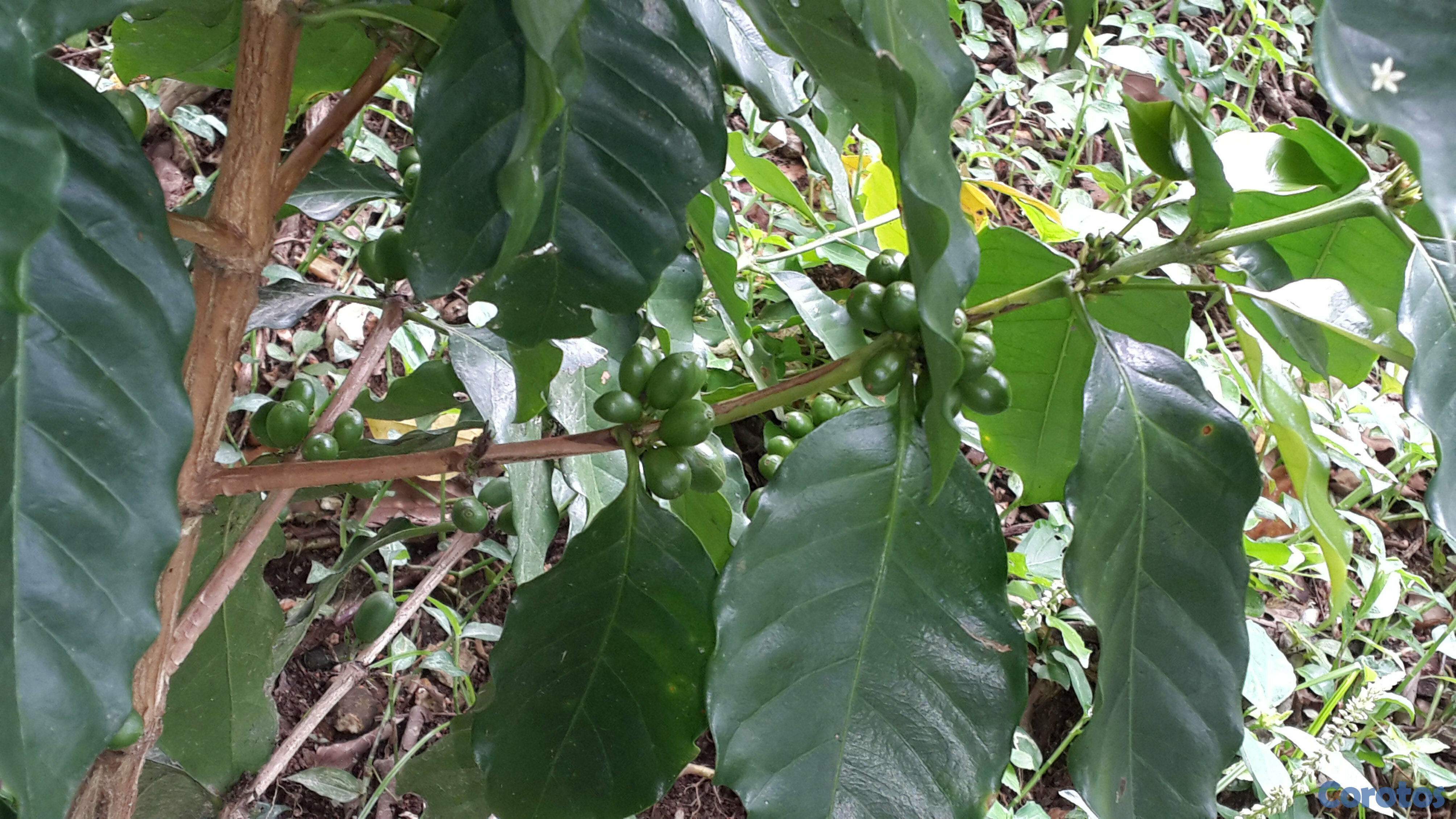 solares y terrenos - Vendo finca en Platón, Barahona 5