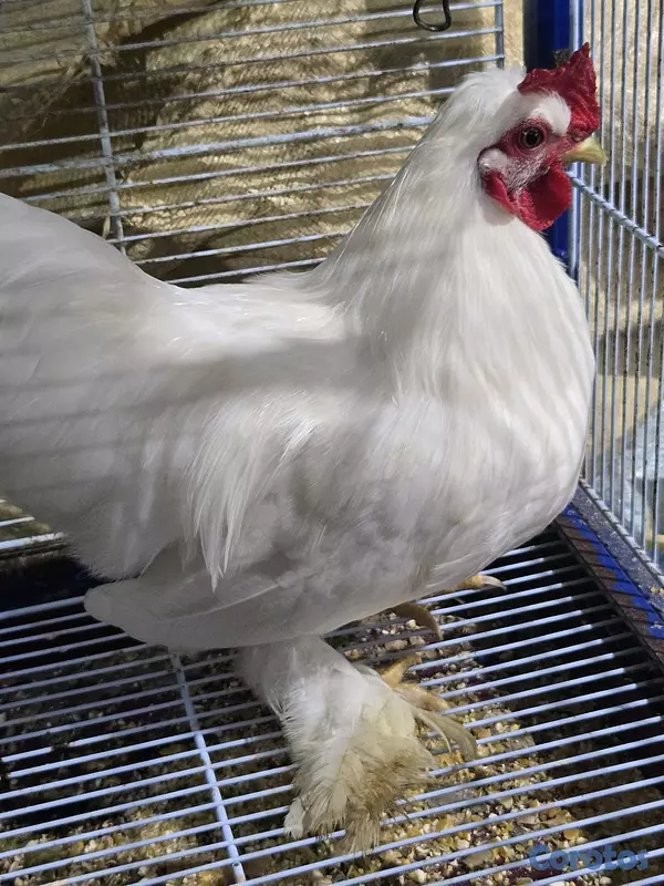 animales y mascotas - Gran variedad  5