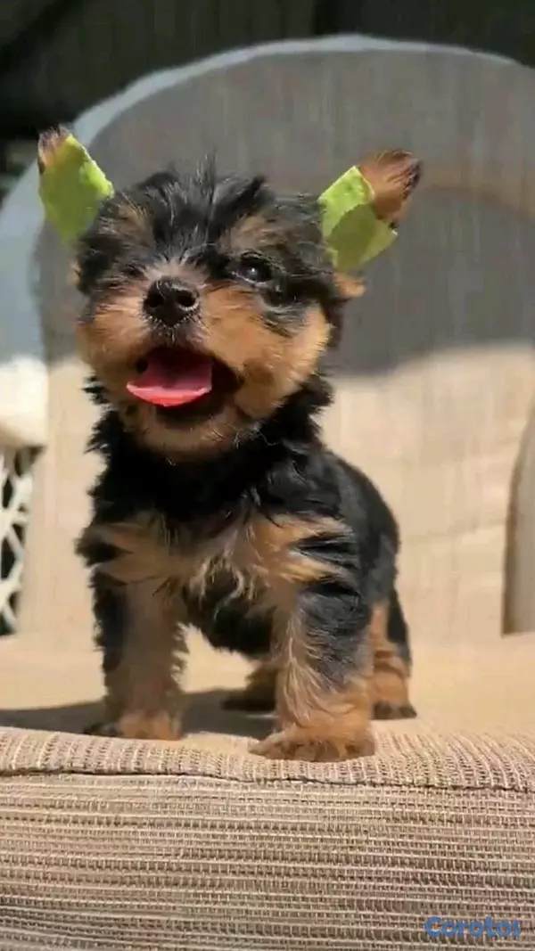 animales y mascotas - hermosos cachorritos de Yorshire mini  2