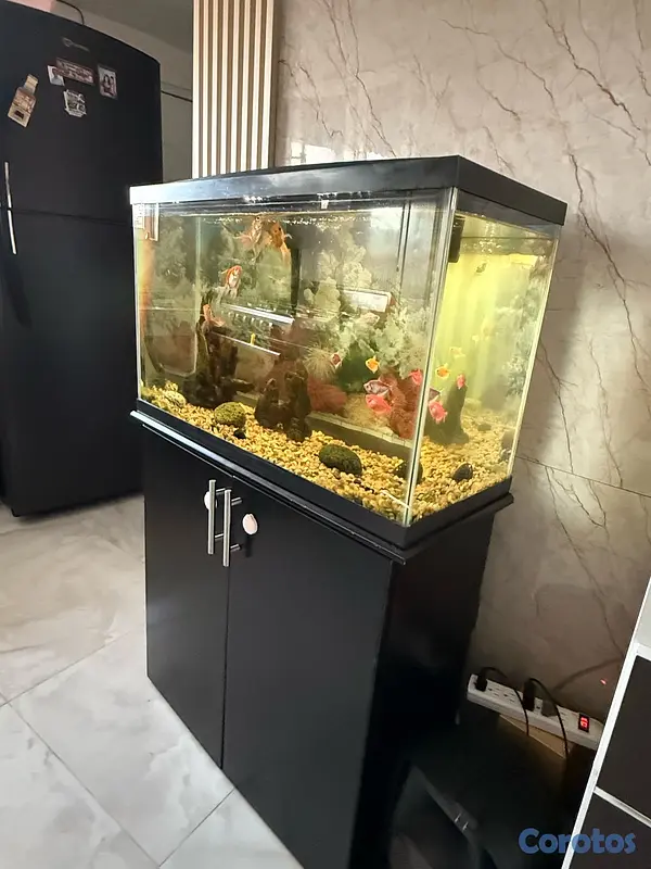 decoración y accesorios - pecera 2