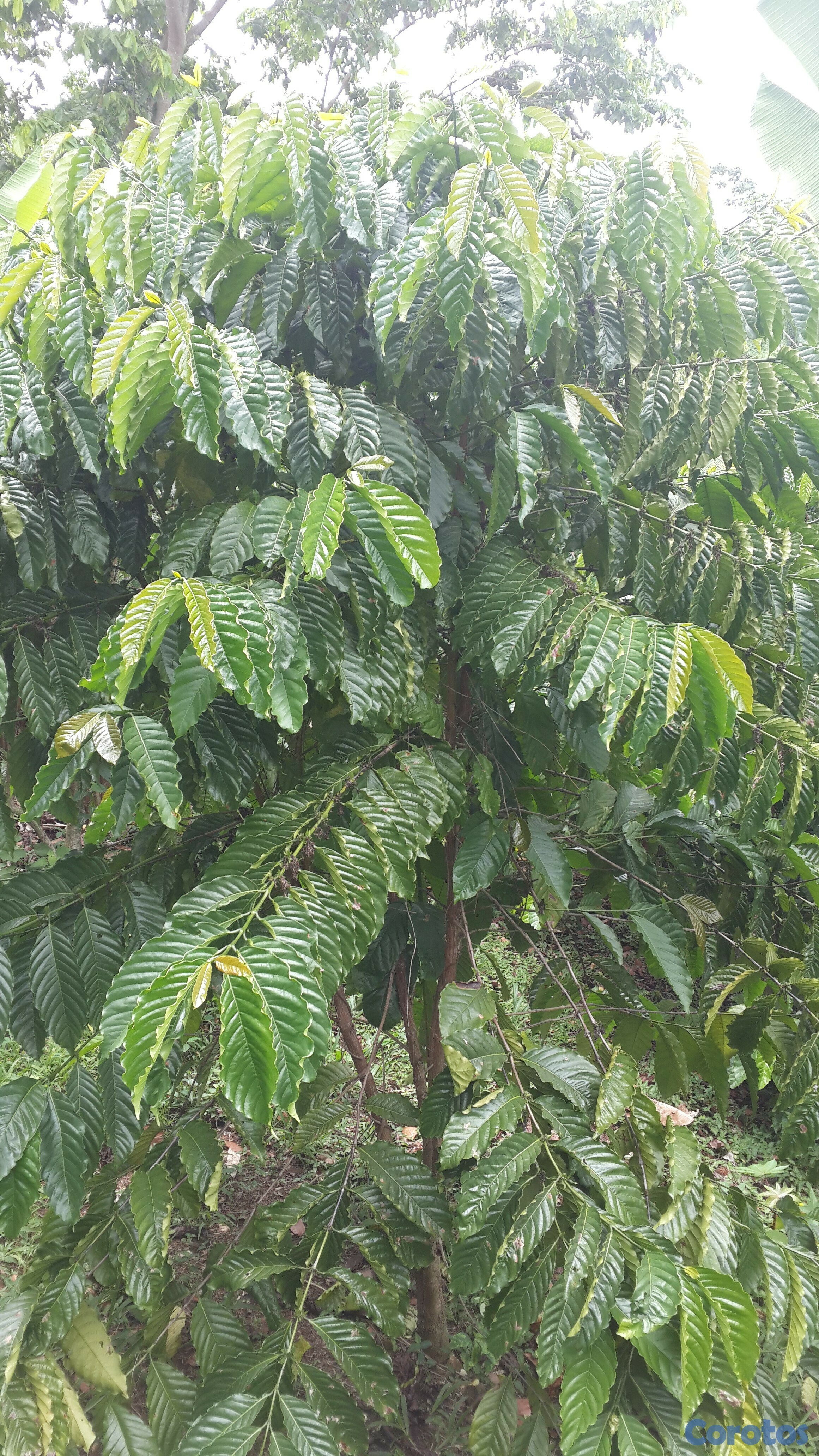 solares y terrenos - Vendo finca en Platón, Barahona 6