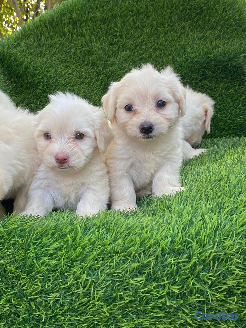 animales y mascotas - maltipoo 1