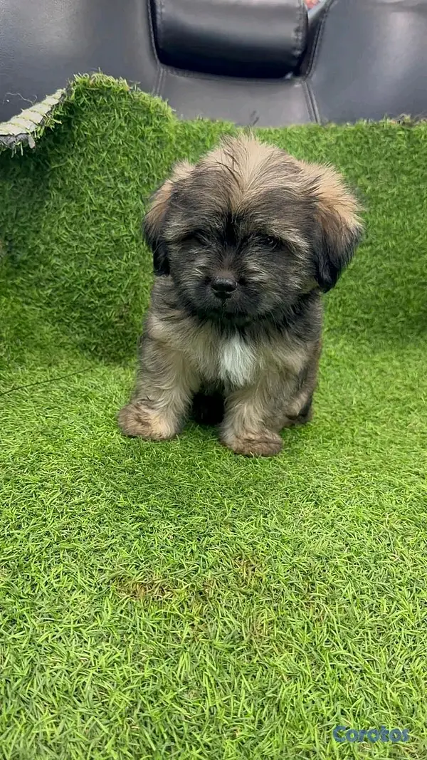 animales y mascotas - hermosos cachorritos de shipoo toy 4