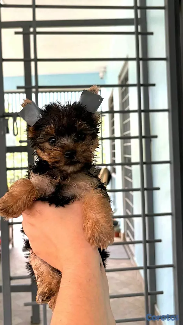 animales y mascotas - hermosos cachorritos de Yorshire mini  3