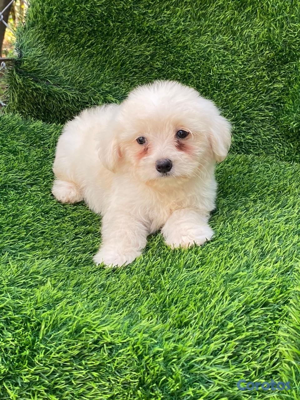 animales y mascotas - maltipoo  4