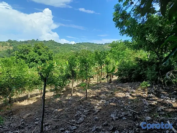 solares y terrenos - Venta de Finca en Gima, Fantino – Provincia Sánchez Ramírez 10
