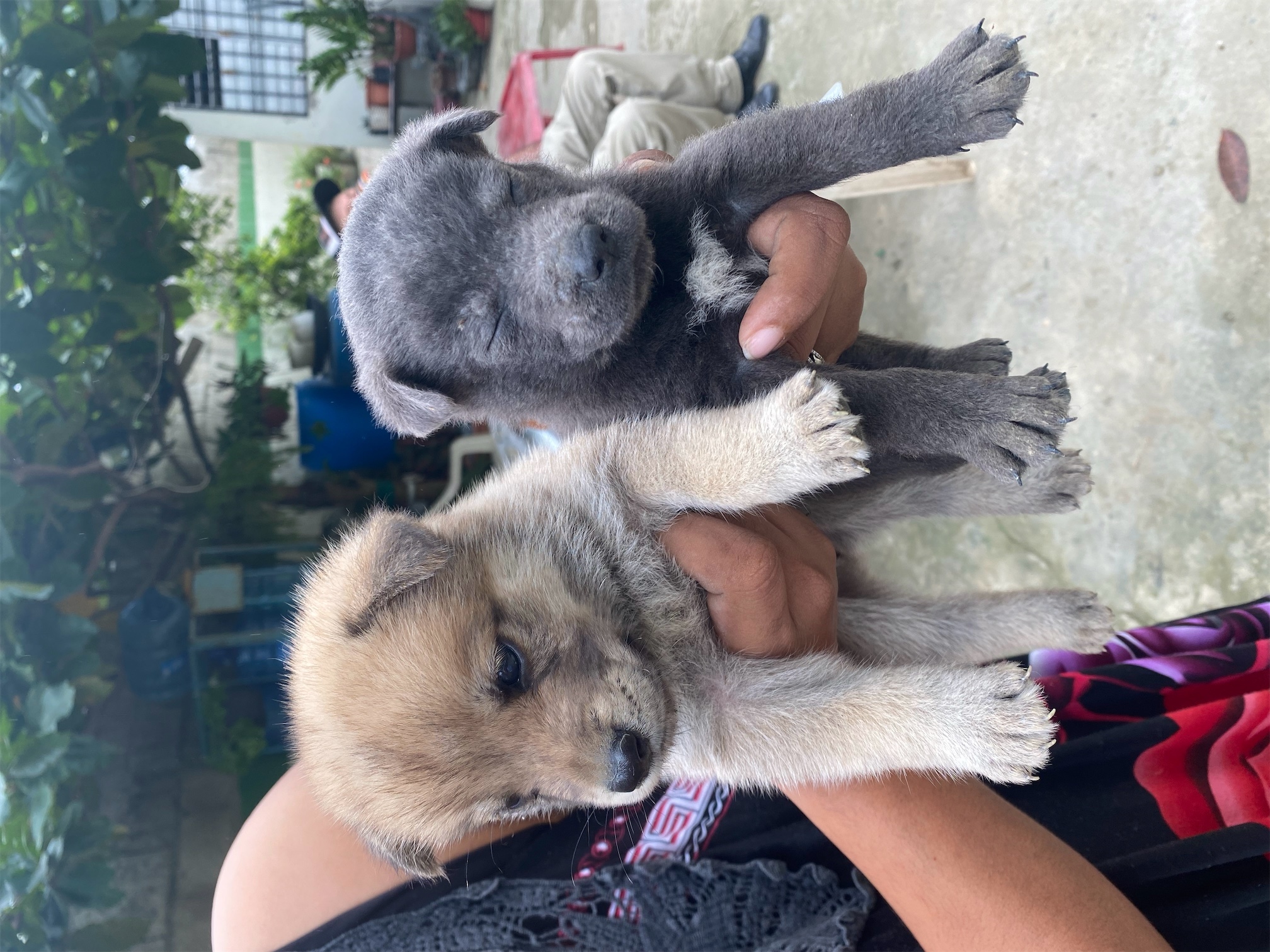 animales y mascotas - Vendo cachorros mestizo ( Husky- Chow Chow ), desparasitado y 1era vacuna.