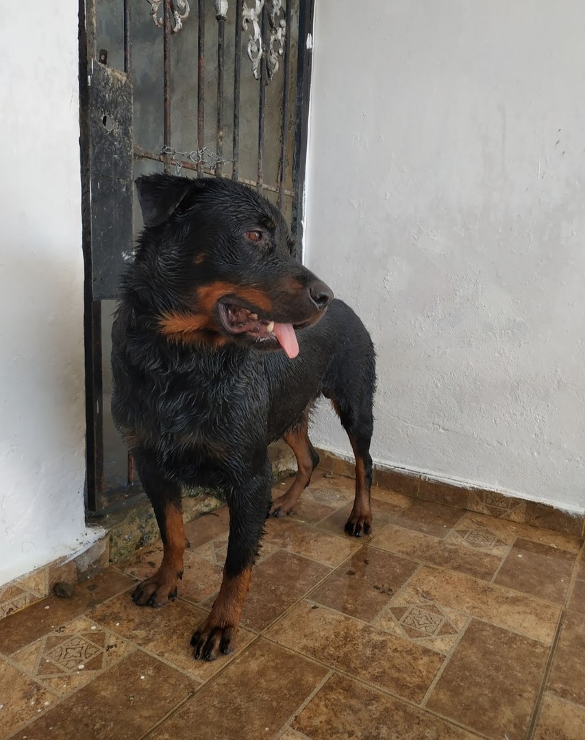 animales y mascotas - Cachorros rottweiler 6
