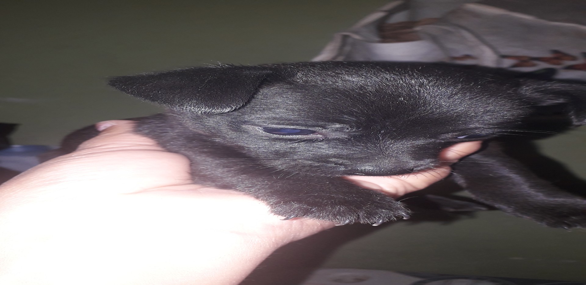 animales y mascotas - Perrita chiguagua #3 negra brillante, cabeza de venao de  2 meses