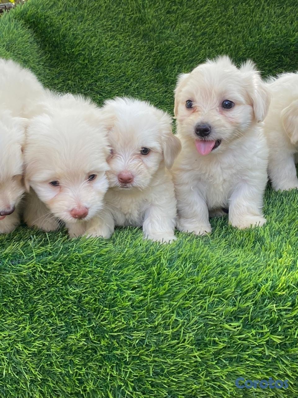 animales y mascotas - maltipoo 3