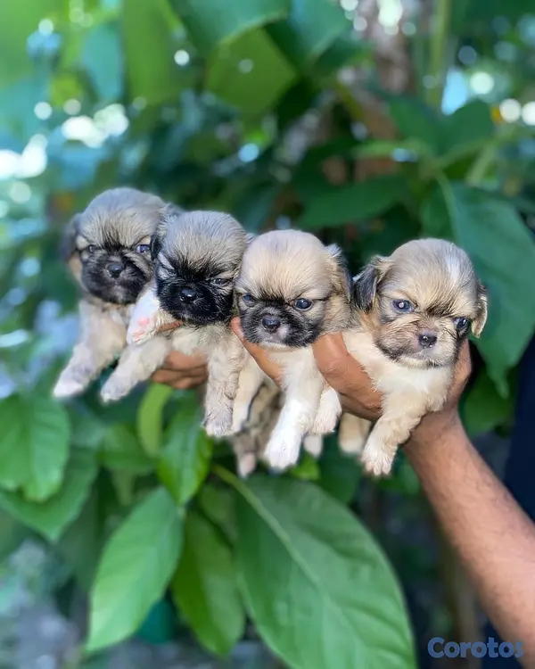 animales y mascotas - Pekinés 3