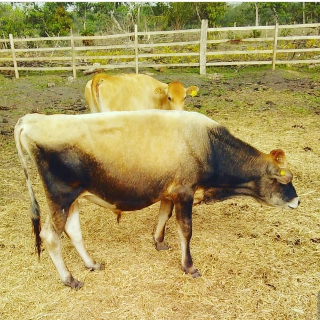 animales y mascotas - Ventas de vacas Jersey de inseminación 