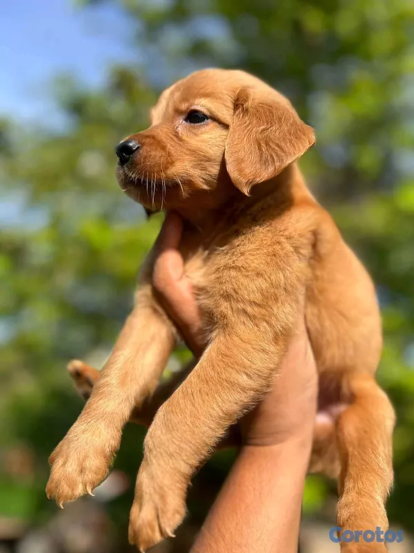 animales y mascotas - hermosos Cachorros golden retriever  3