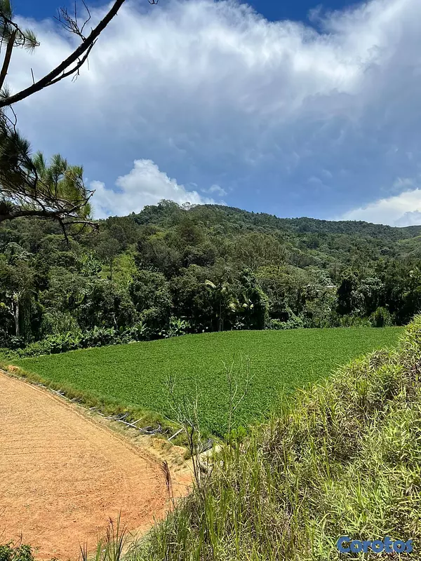 solares y terrenos - Finca en Constanza de 2795 tareas  10