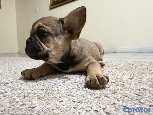 animales y mascotas -  ¡BULLDOG FRANCÉS EN VENTA! 4