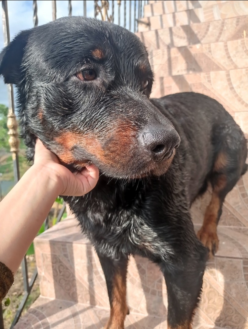 animales y mascotas - Cachorros rottweiler 8
