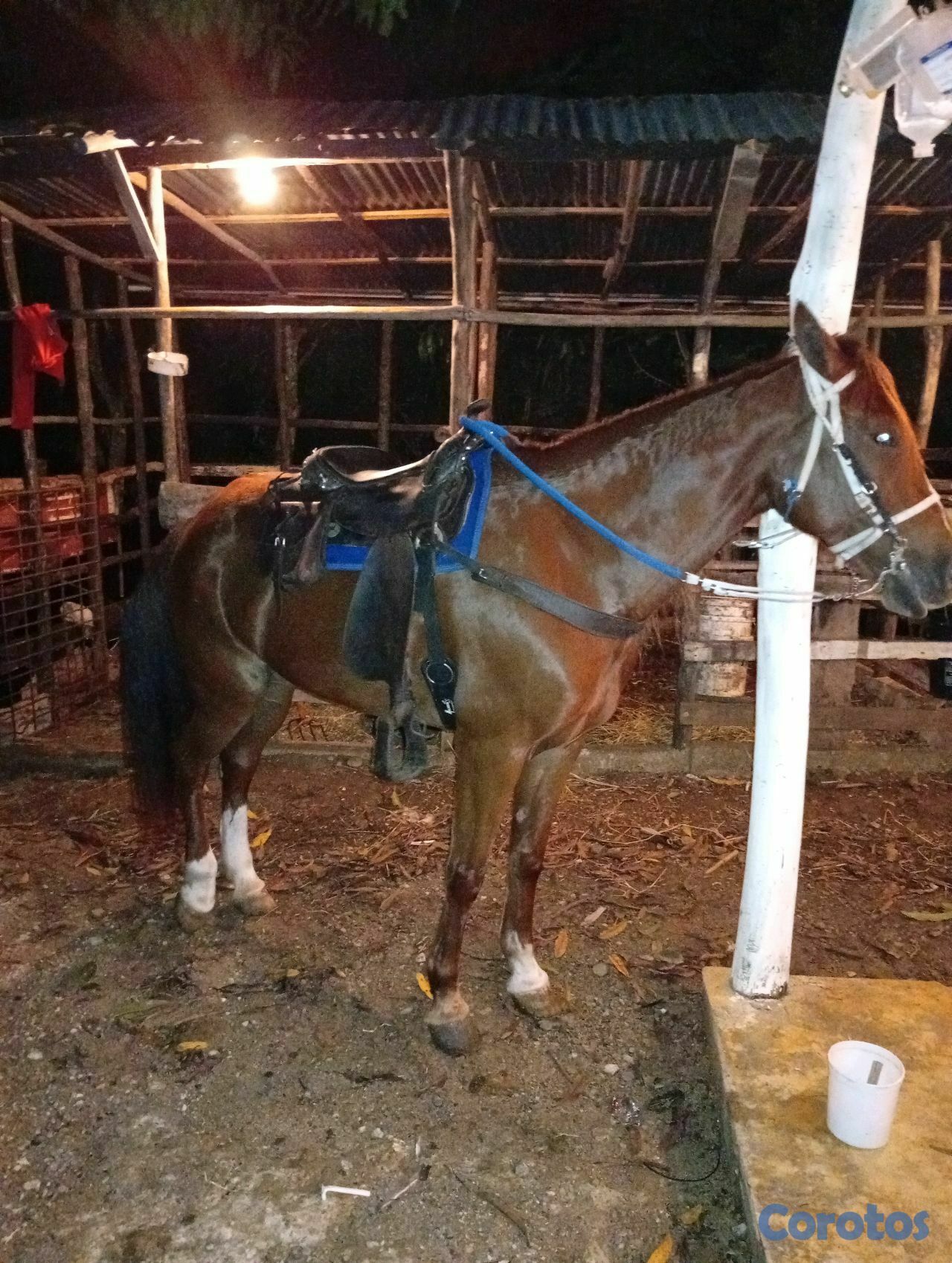 animales y mascotas - yegua joven higueya sin registro de padre registrado 1