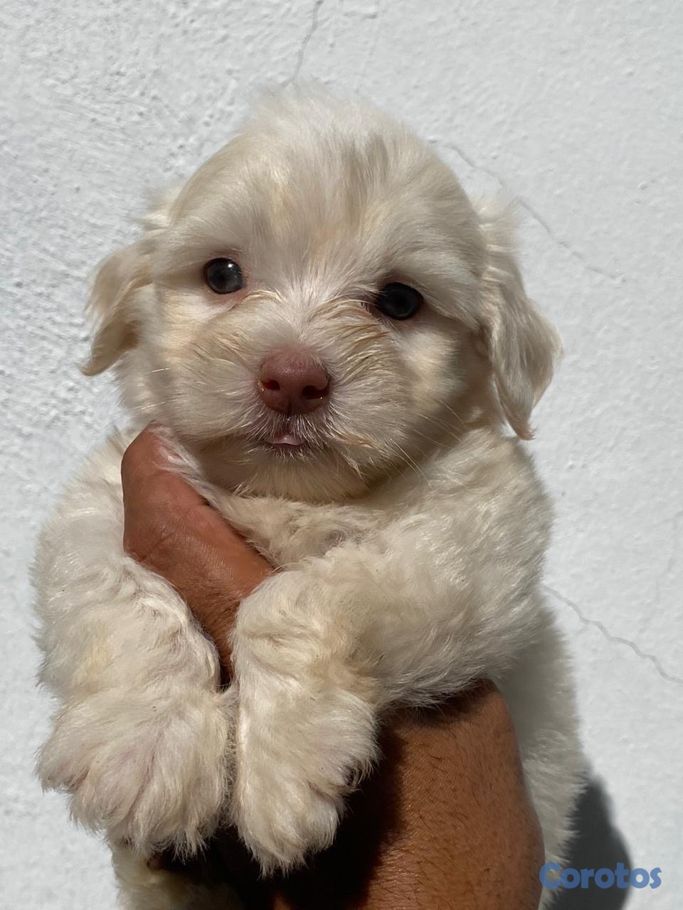 animales y mascotas - maltipoo 4