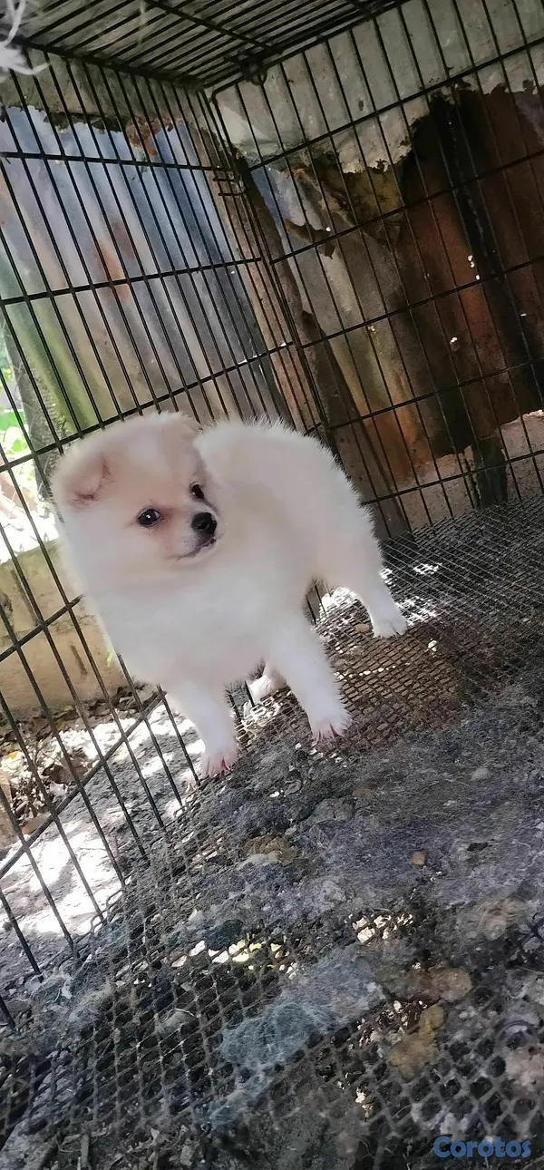 Otros productos - Pomerania  3