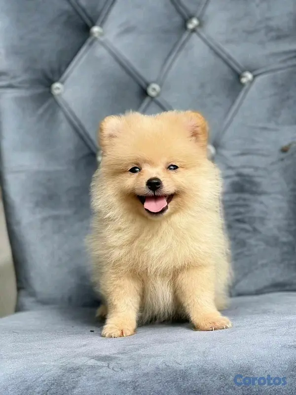 animales y mascotas - hermosos cachorritos pomerania mini  3