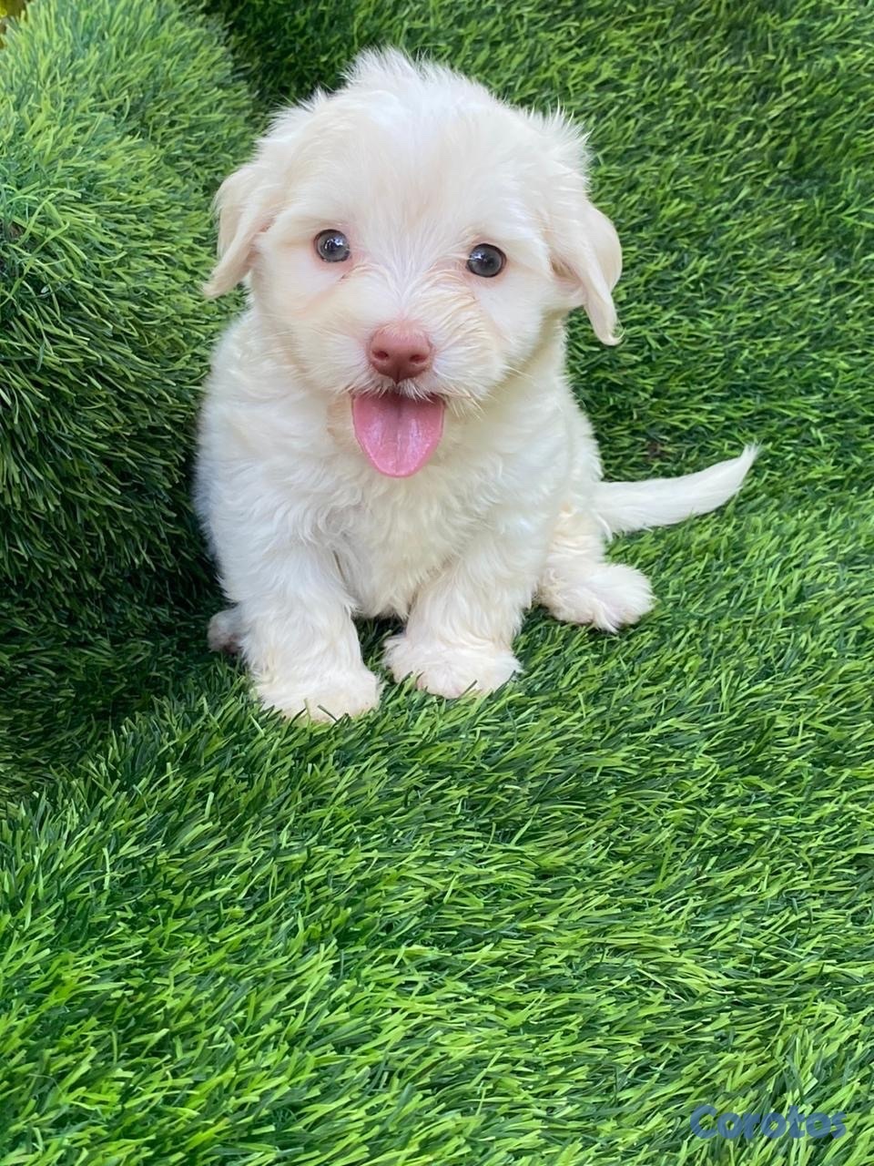 animales y mascotas - maltipoo 5