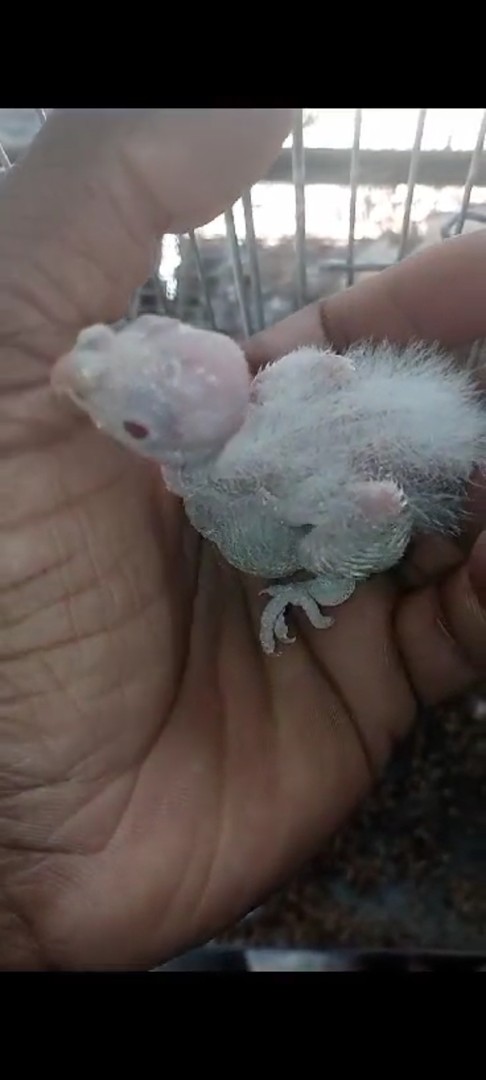 animales y mascotas - Cacatúa ninfa albina papillera
