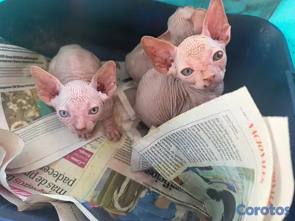 animales y mascotas - gatos esfinges  2