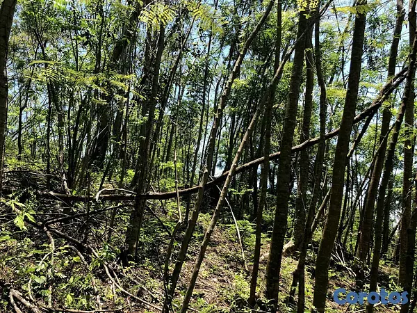 solares y terrenos -  VENDO SOLAR / TERRENO EN NIGUA SAN CRISTOBAL 8
