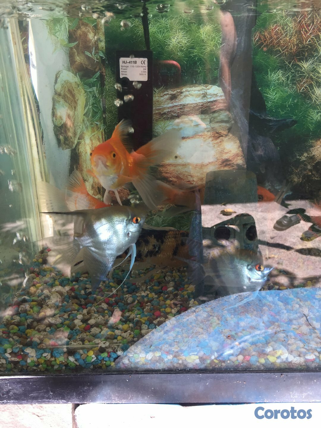 animales y mascotas - Pecera 4