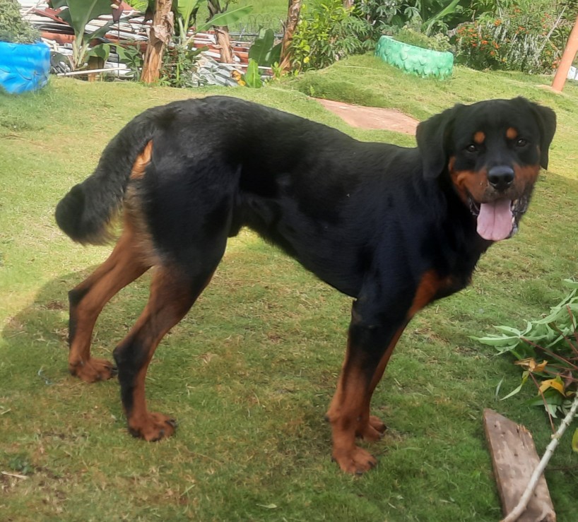 animales y mascotas - Macho Rottweiler 