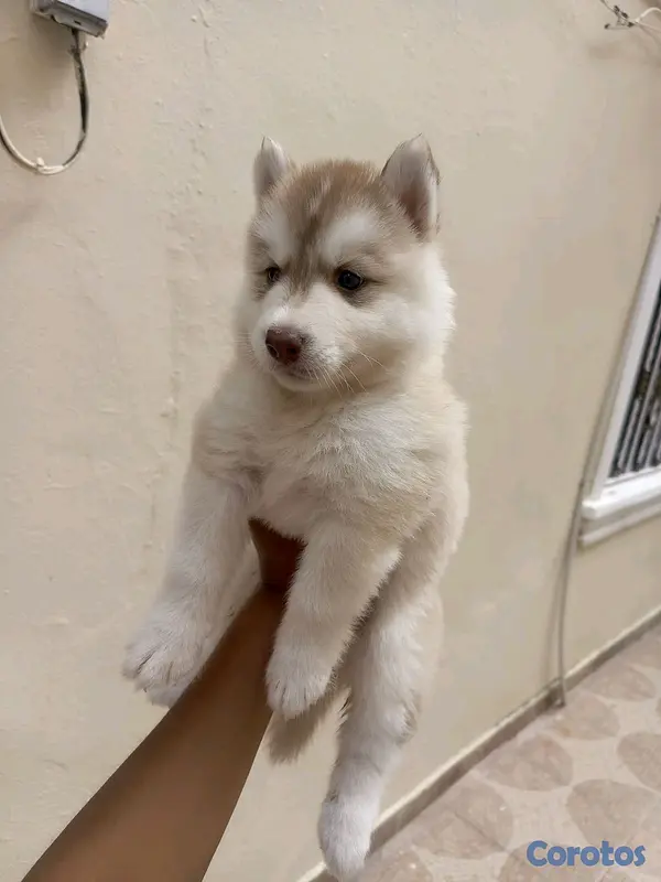 animales y mascotas - husky Siberiano  7