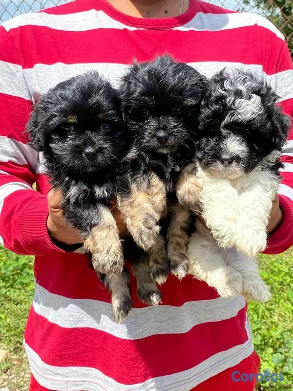 animales y mascotas - hermosos cachorritos de shipoo  2