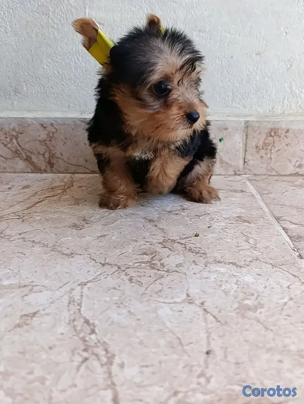 animales y mascotas - Cachorrita yorkie hembra.  5