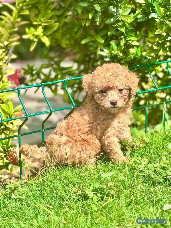 animales y mascotas - poodles toy  5