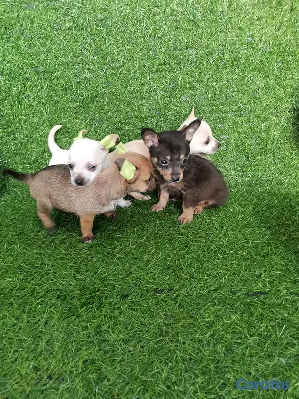 animales y mascotas - hermosos cachorritos de Chihuahua  2