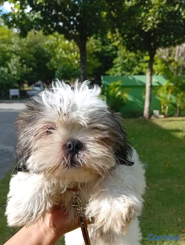 animales y mascotas - HERMOSO SHIHTZU MACHO 💙  7