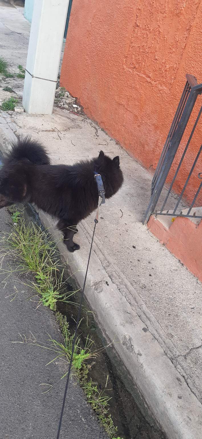 animales y mascotas - Chow chow para monta en Santiago