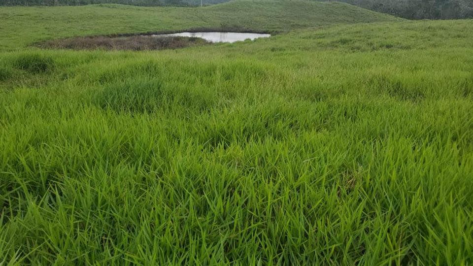 solares y terrenos - Finca de 4,480 tareas en Hato Mayor