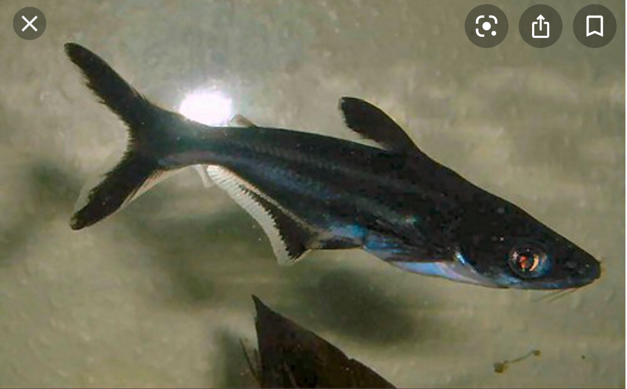 animales y mascotas - tiburones pangasius