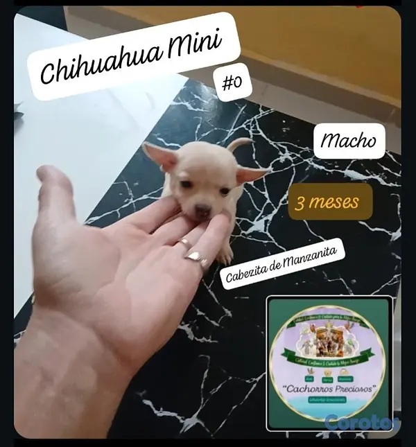 animales y mascotas - Chihuahua, Jack Russell y Pinscher  6