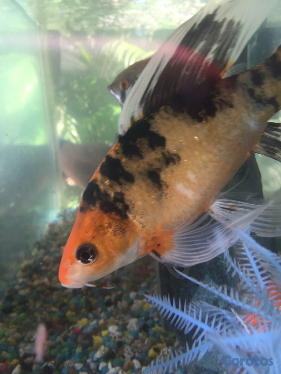 animales y mascotas - Pecera 3