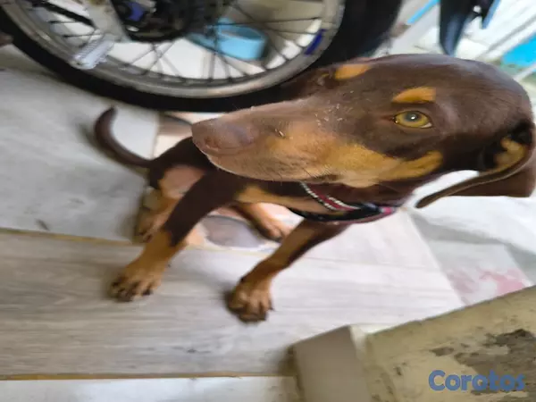 animales y mascotas - Mix de doberman, Macho 3